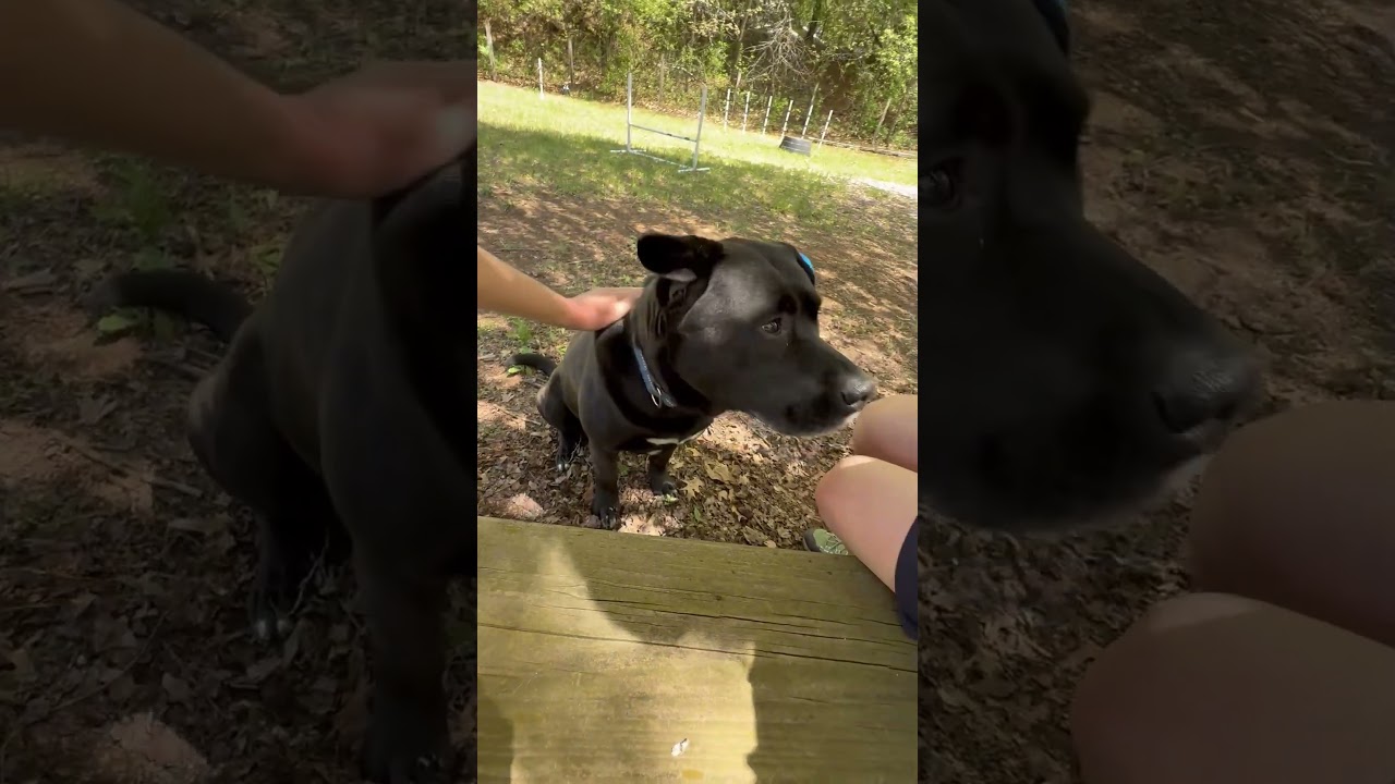 Enlarge Kolby - big loving silly teddy bear, a ADOPTABLE Mixed Breed in Oshkosh, WI video 6/6