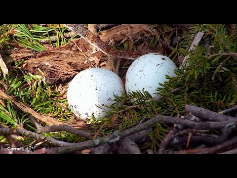 Cornell Red-tailed Hawks ~ Big Red Lays Egg #2!! 💕 💕 Arthur Sees Both Eggs! 3.17.22