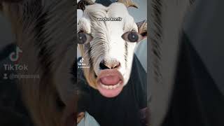 Download lagu wedus kentir wedus kentir wedus yang sangat kambing yang sangat domba #wedus #weduskentir #kambing mp3