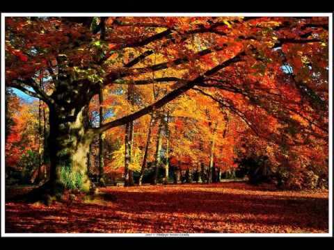 Rose Moore   O Spirit Tree