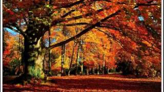 Rose Moore   O Spirit Tree