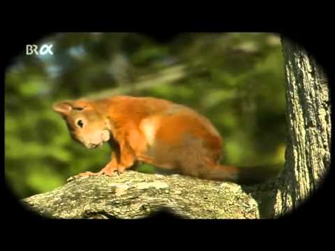 Lebensgem. Wald Nahrungsbeziehungen Stoffkreislaeufe