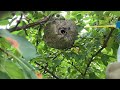 Taking Down a Bald-Faced Hornets Nest in Watchung, NJ