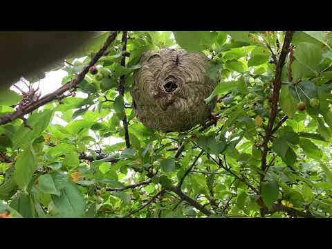 Taking Down a Bald-Faced Hornets Nest in Watchung, NJ
