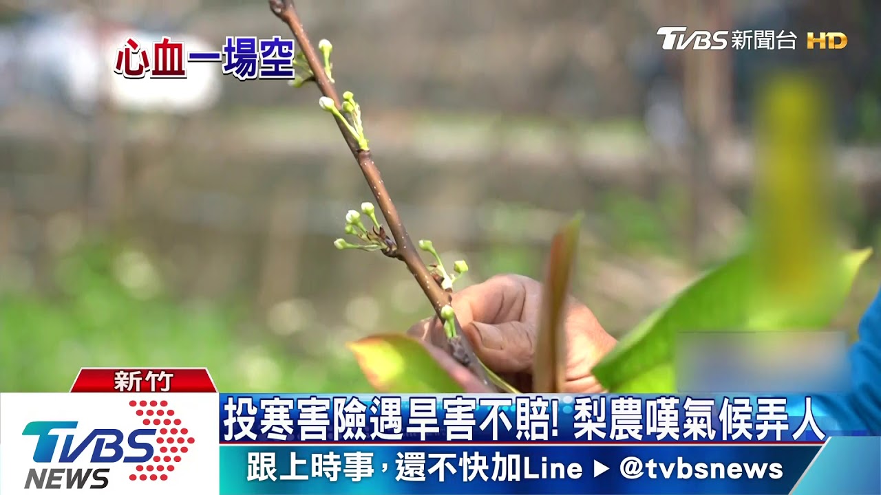 投寒害險遇旱害不賠！　梨農嘆氣候弄人