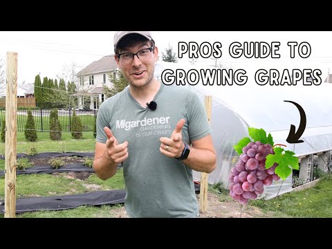 Everything You Need to Know to Grow Grapes - COMPLETE Growing Guide!
