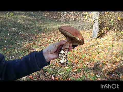 Planinarenje i potraga za gljivama na obroncima Kopaonika