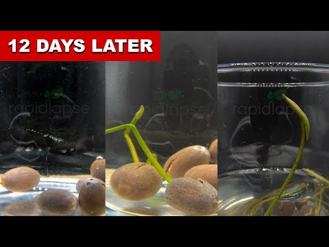 Growing Lotus From Seed 12 Days Time Lapse