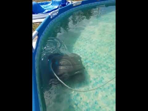 Робот-пылесос для бассейна Zodiac Vortex 2WD OV 3505 + пульт - фото 2 - id-p2618973009