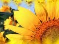 RAMITO DE FLORES-CHAYANNE.flv