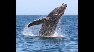 Purple Schulz   Der Wal nochmals