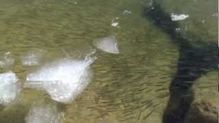 preview picture of video '1000's of Minnows in Lake Simcoe'