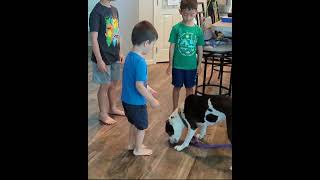 Video preview image #1 American Pit Bull Terrier-Unknown Mix Puppy For Sale in Landenberg, PA, USA