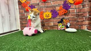 マンチカンの動画01