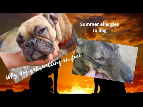 Swelling on dog face | Summer allergies to labrador | why dog get mouth and eyes swell | swelling
