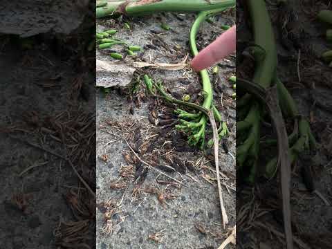 園芸 双子の花を持つリュウゼツラン