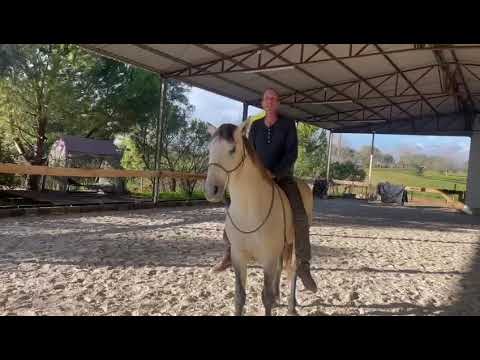 Das erste Mal aufsitzen auf Poeta