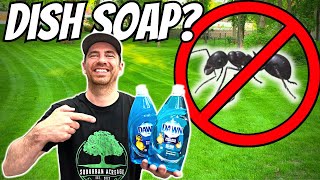 Can Soap and Water Safely ELIMINATE Ants in the Grass