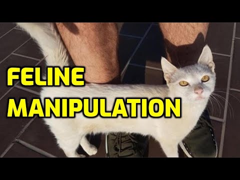 Does My Cat Manipulate Me?