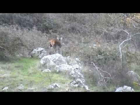 Cierva en Brieva de Cameros, La Rioja