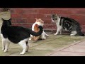 Real Cat Fight Cats Fight Over Territory