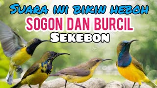 Download lagu Suara Pikat Sogon Dan Burcil Paling Heboh Bikin Burung Liar  Berdatangan mp3 Download lagu Suara Pikat Sogon Dan Burcil Paling Heboh Bikin Burung Liar  Berdatangan mp3
