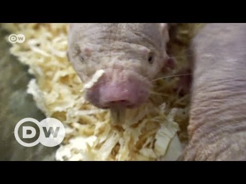 Wundertier Nacktmull | DW Deutsch