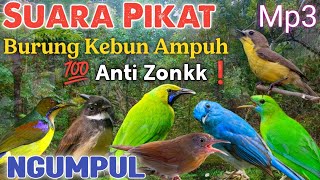 Download lagu SUARA PIKAT BURUNG HUTAN Cucak Ijo, Cucak Ranting, Remetuk Laut, Kores mini, Jinjing Batu, Kolibri mp3