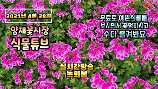 2021년 4월 28일 수요일 예쁜식물 보면서 수다 즐겨봐요 꽃멍하실분들 오세요  #식물튜브 #양재꽃시장