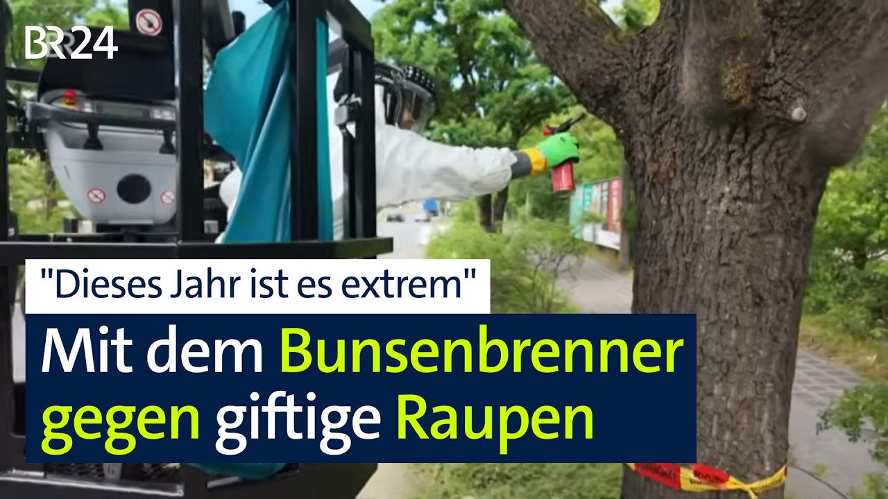 "Eins der schlimmsten Jahre": Kampf den giftigen Eichenprozessionsspinner-Raupen | kontrovers | BR24