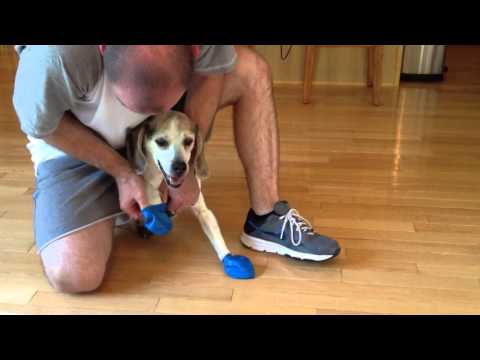 Pawz Dog Boots product review, video 2