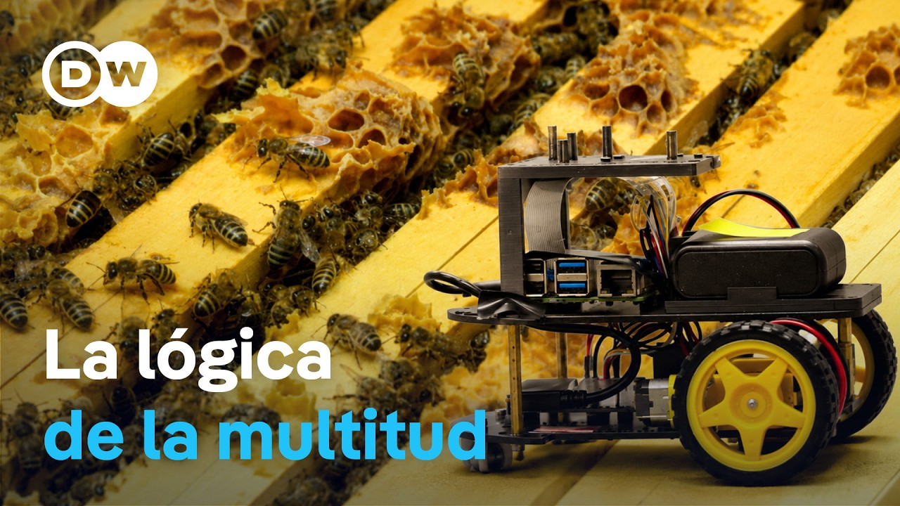 De las abejas a los robots: el nuevo poder de la inteligencia colectiva | DW Documental