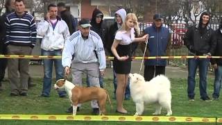 preview picture of video 'Husse Srbija sponzor druge međunarodne izložbe pasa u Bogatiću 2013'