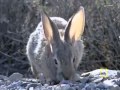 Geocore Shorts Animals Jackrabbit