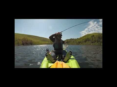 Fish Can Fly!