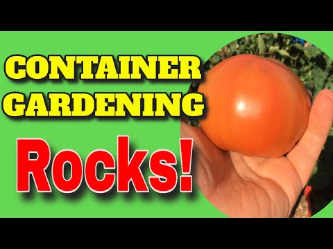 🍅CONTAINER GARDEN RESULTS 🌾 EARTHBOX 🥒GROW BAGS 🥕WICKING TUBS 🌽 WHAT IS BEST❓❓  🌱