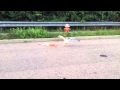 Crazy Pizza Eating Seagull