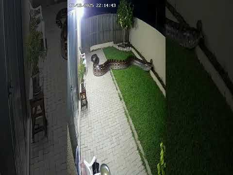 Cobra Gigante Capturada por Câmera - Sucuri Gigante