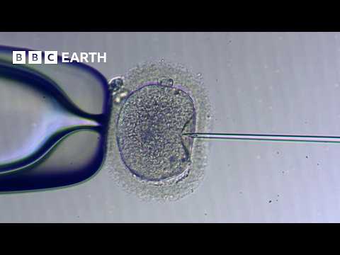 How IVF Works | The Story of Fertility | BBC Earth Science