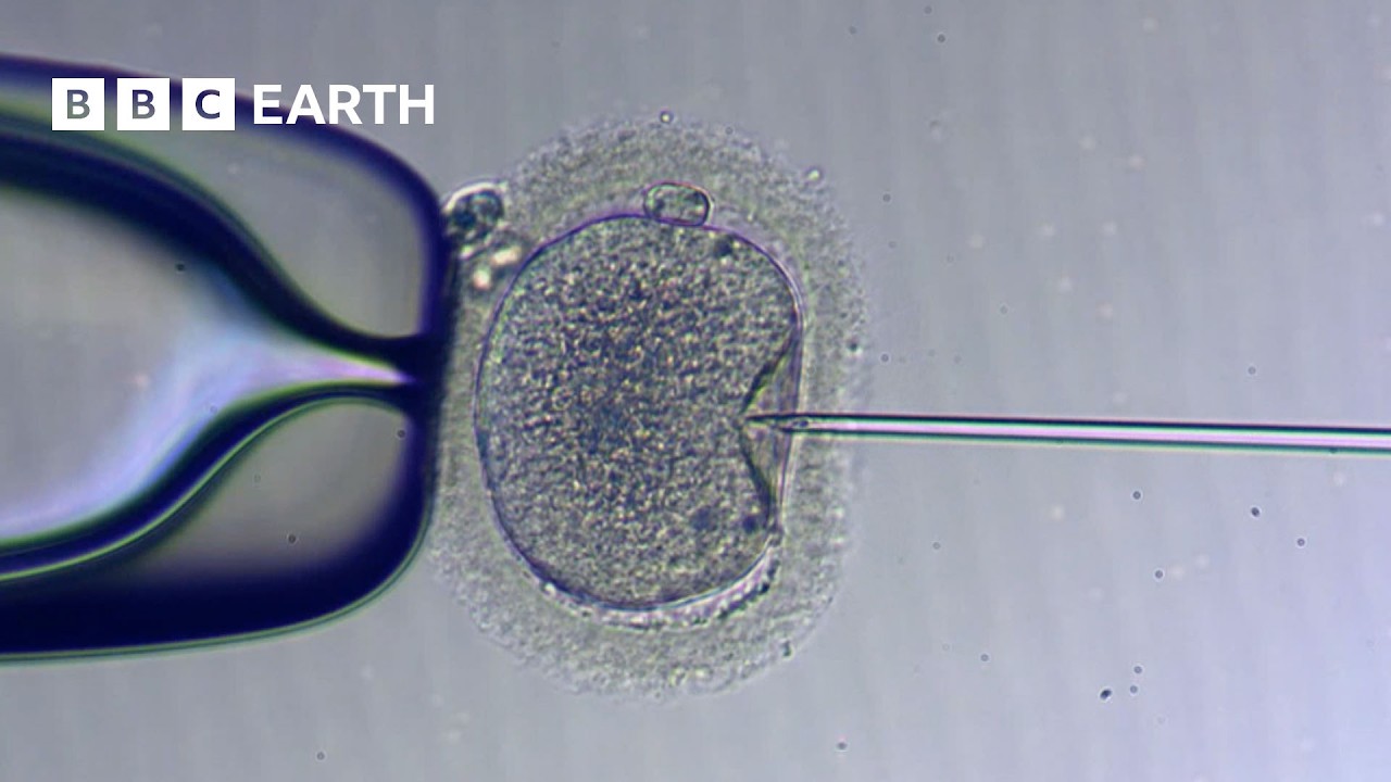 How IVF Works | The Story of Fertility | BBC Earth Science