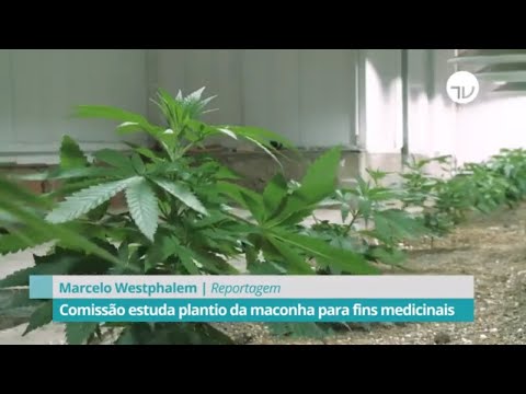 Cannabis: comissão estuda plantio da maconha para fins medicinais - 20/02/20