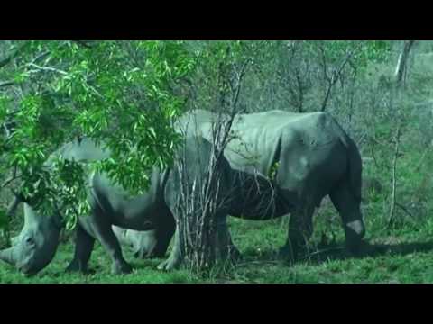 Safari Photo en Afrique PC