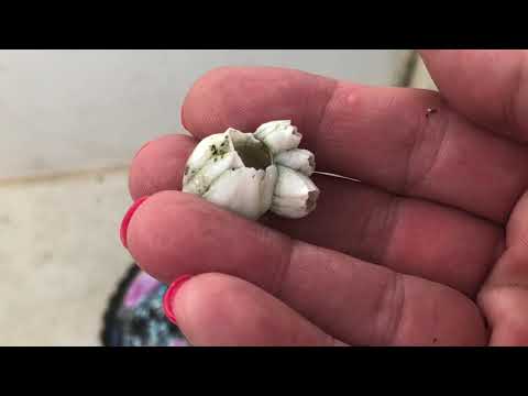 E1:  We Just Purchased our First-ever Sailboat— 1983 Hunter 34’