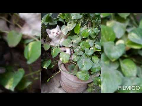 pic of My cats|| My sohni mohnu