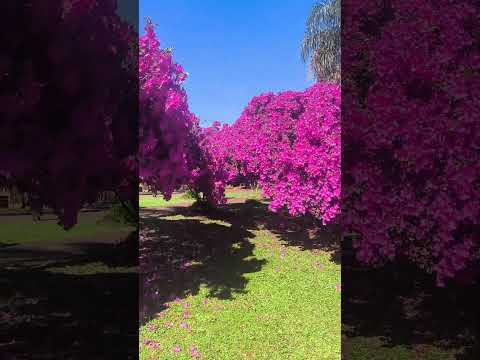 azaleas en apóstoles, una belleza imperdible!! #apóstoles #turismoargentino #azaleas