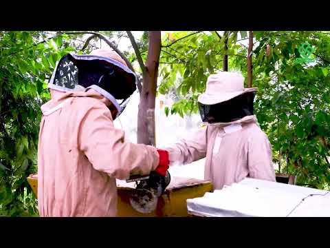 Golden Hive Honey Harvest: African Beekeeping Insights