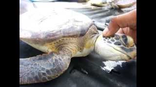 preview picture of video 'Forestry Division cracks down on Turtle Poaching at Salybia Beach'