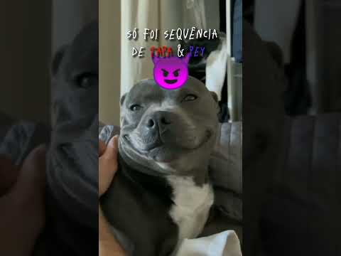 Só foi sequência de Tapa & Pey #shorts #capcut #trend #cachorro
