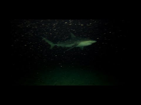 dropping a gopro under a cruise ship