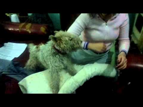 Pelea de  Juana la loca